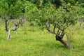 Young Apple Tree in Orchard Royalty Free Stock Photo