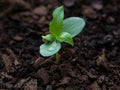 Young Apple tree seedling 3 weeks after sprouting from the earth with water droplets on leaves. Royalty Free Stock Photo