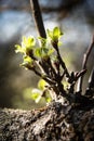 Young apple tree shoots