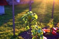 A young Apple tree in the sunshine in summer