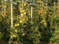 Young apple trees