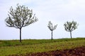 Young apple trees