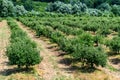 Young apple trees in orchard Royalty Free Stock Photo