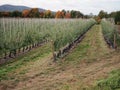 Young Apple Trees