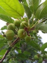 Young apples on a branch