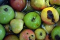 The first juicy small green apples with red, yellow, dark spots float in clear water. Royalty Free Stock Photo