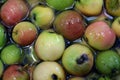 The first juicy small green apples with red, yellow, dark spots float in clear water. Royalty Free Stock Photo