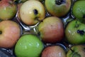 The first juicy small green apples with red, yellow, dark spots float in clear water. Royalty Free Stock Photo