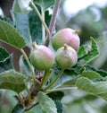 Young Apples Growing on a Fruit Tree. Royalty Free Stock Photo