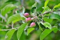 Young apples growing on a tree Royalty Free Stock Photo