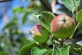 Young apples in an orchard during spring