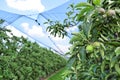 Young apples in an orchard during spring