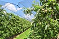 Young apples in an orchard during spring