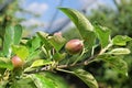 Young apples in an orchard during spring