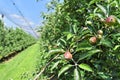 Young apples in an orchard during spring Royalty Free Stock Photo