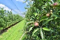 Young apples in an orchard during spring Royalty Free Stock Photo