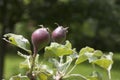 Young apples on a tree