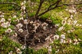 Young apricot tree in blossom