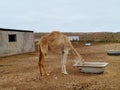 A young Arabian camel or dromedary in a paddock