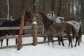 The young Arabian colt and adult arabian gelding ran to get acquainted with the mare over the paddock`s fence in winter.