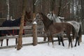young Arabian colt and adult arabian gelding ran to get acquainted with the mare