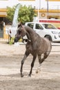 Young arabian foal trotting in a competition Royalty Free Stock Photo