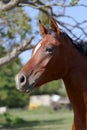 Young arabian horse canter on summer meadow Royalty Free Stock Photo