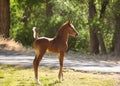 Young Arabian horse colt standing with it`s tail straight up in the air Royalty Free Stock Photo