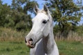 Young arabian horse standing on pasture summertime Royalty Free Stock Photo