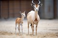 young arabian oryx calf standing beside mother Royalty Free Stock Photo