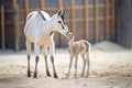 young arabian oryx calf standing beside mother Royalty Free Stock Photo