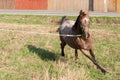 Young arabian purebred horse running with halter Royalty Free Stock Photo