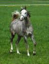 Young arabian stallions Royalty Free Stock Photo