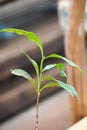 Young Arabica Coffee Tree Plant Royalty Free Stock Photo