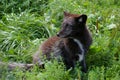 Young arctic fox