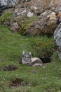 Young Arctic Fox, Svalbard archipelago, Norway