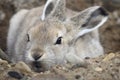 Young Arctic Hare Royalty Free Stock Photo