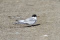 Young arctic tern on gravel near Arviat, Nunavut