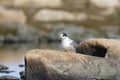 Young arctic tern sitting on a rock Royalty Free Stock Photo