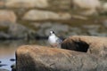 Young arctic tern sitting on a rock Royalty Free Stock Photo