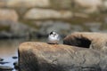 Young arctic tern sitting on a rock Royalty Free Stock Photo