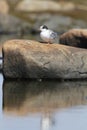Young arctic tern sitting on a rock with reflection in water Royalty Free Stock Photo
