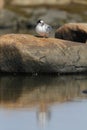 Young arctic tern sitting on a rock with reflection in water Royalty Free Stock Photo