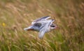 Young Arctic Tern Royalty Free Stock Photo