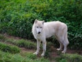 young arctic wolf on a background