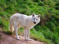 young arctic wolf on a background