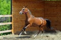 Young aristocratic bay stallion of Akhal Teke horse breed from Turkmenistan, standing in a paddock