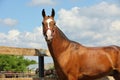 Young aristocratic bay stallion of Akhal Teke horse breed from Turkmenistan, standing in a paddock Royalty Free Stock Photo