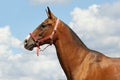 Young aristocratic bay stallion of Akhal Teke horse breed from Turkmenistan, standing in a paddock