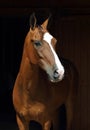 Young aristocratic bay stallion of Akhal Teke horse breed from Turkmenistan